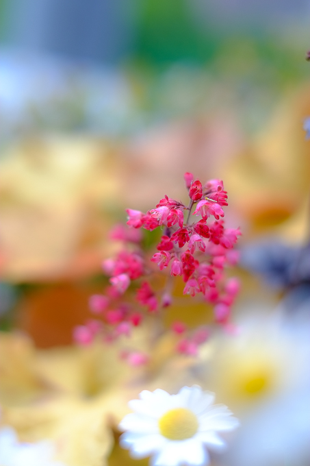 b0071106_9104412.jpg