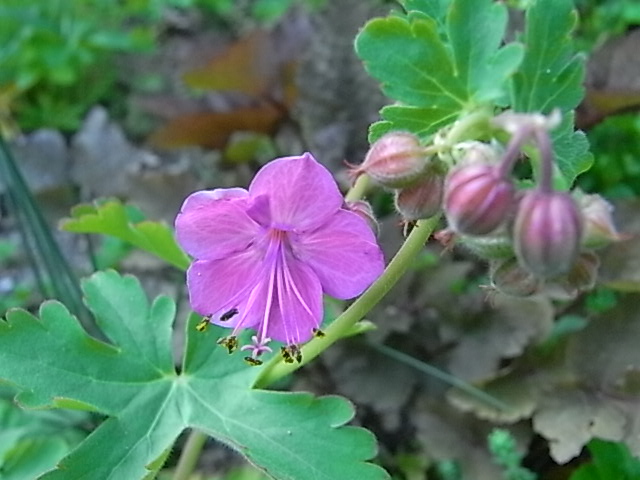 f0341616_6124290.jpg