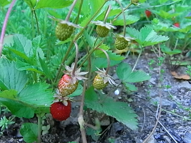 f0341616_6245498.jpg