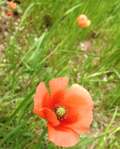 e0163721_8573161.jpg