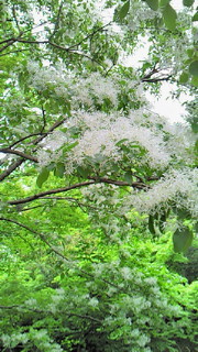 b0170623_167089.jpg