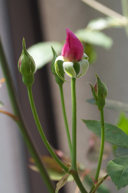 e0021328_1271831.jpg