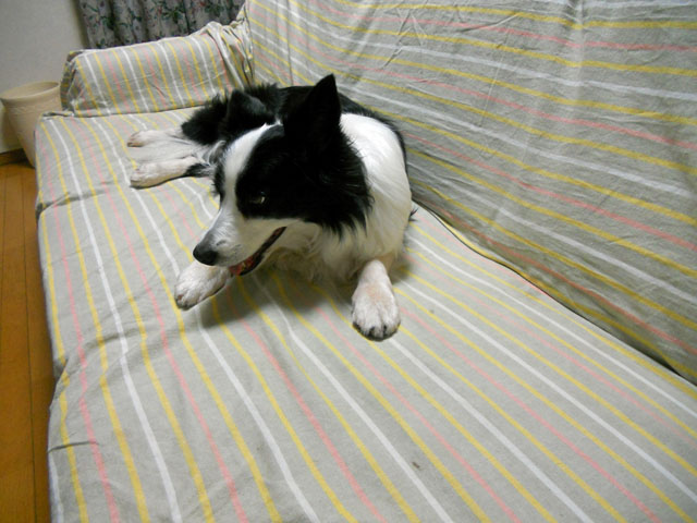 d0059230_82974.jpg
