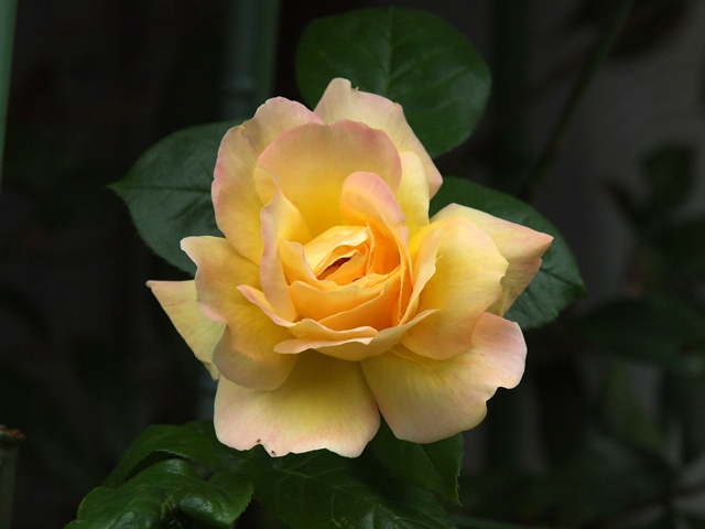 f0342436_11531187.jpg