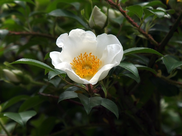 f0342436_1225941.jpg