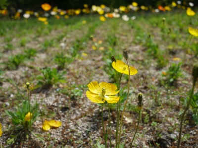 e0325038_20524291.jpg