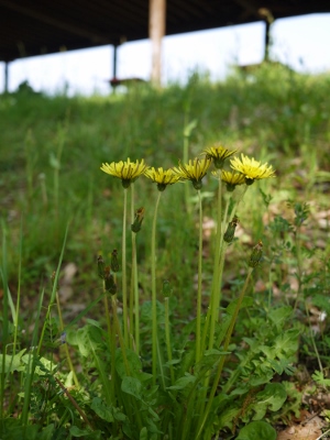 e0325038_2052448.jpg