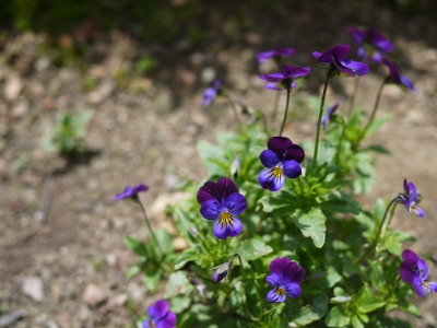 e0325038_21134429.jpg