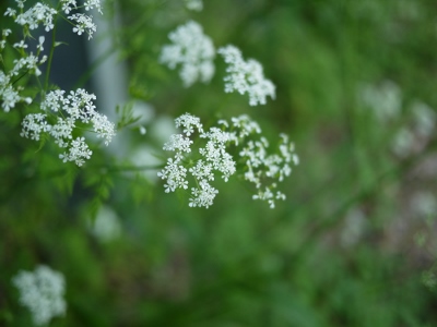e0325038_2126574.jpg