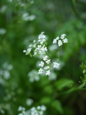 e0325038_21293083.jpg
