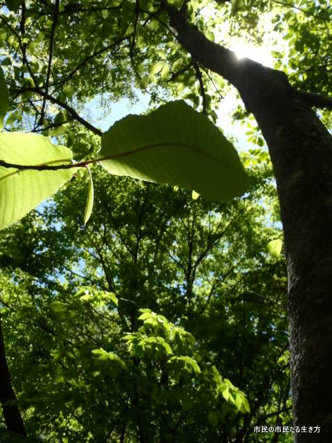 d0182245_2158159.jpg