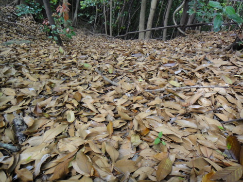 c0179351_6421586.jpg
