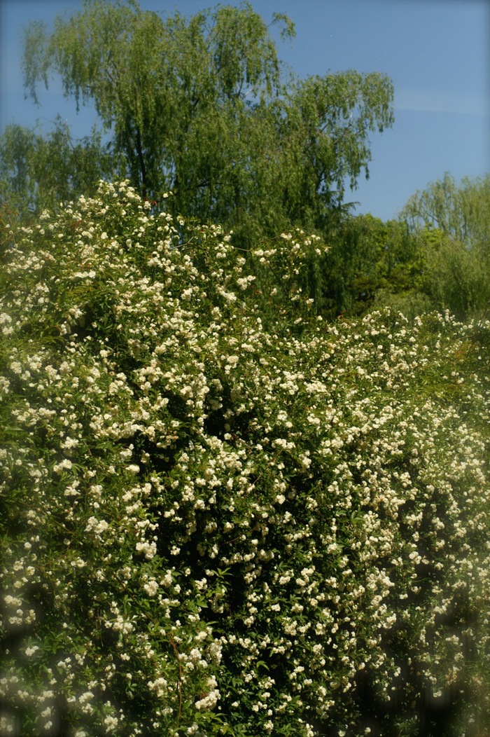 b0168859_17425710.jpg
