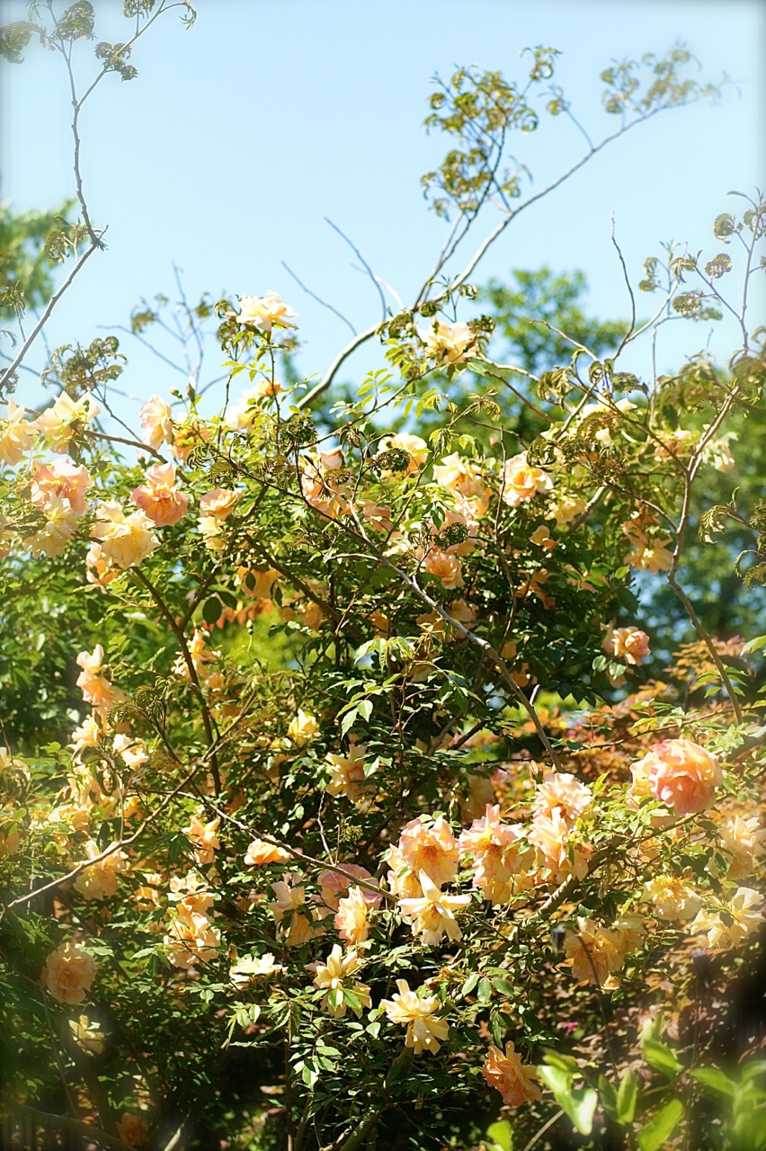 b0168859_17433796.jpg