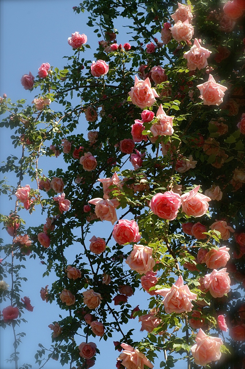 b0168859_1746430.jpg