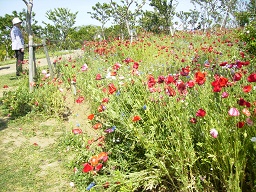 a0055866_16134045.jpg