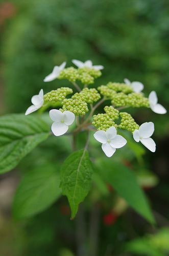 b0119493_256481.jpg