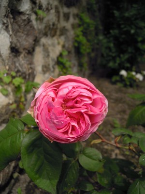 e0206902_735117.jpg