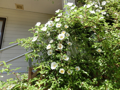 a0203003_22254646.jpg