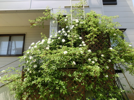 a0203003_22261996.jpg