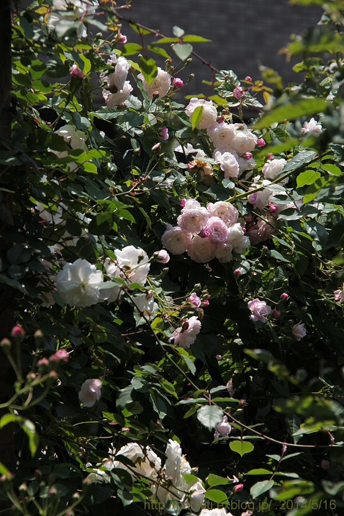 d0166303_2324142.jpg