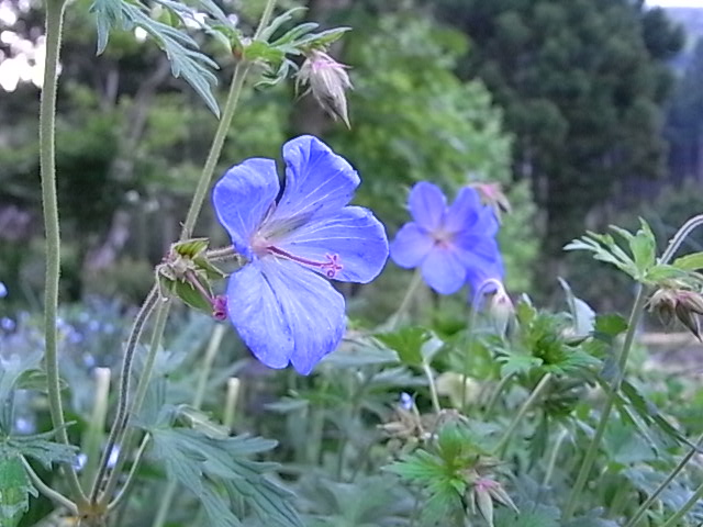 f0341616_6355338.jpg