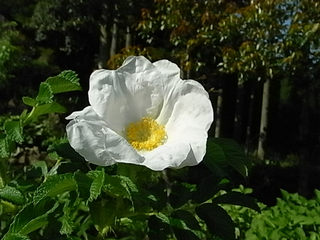 f0341616_637849.jpg