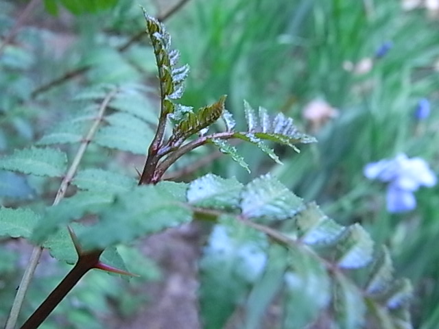 f0341616_6475222.jpg