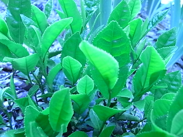 f0341616_648302.jpg