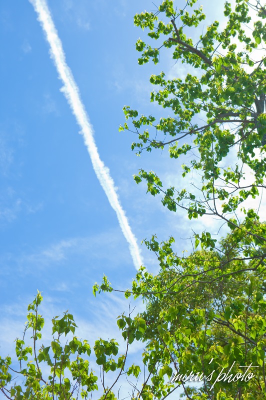 c0037519_8272275.jpg