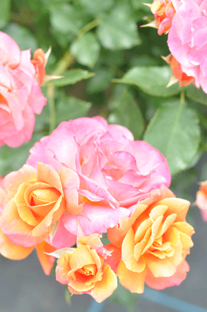 e0312121_2343980.gif