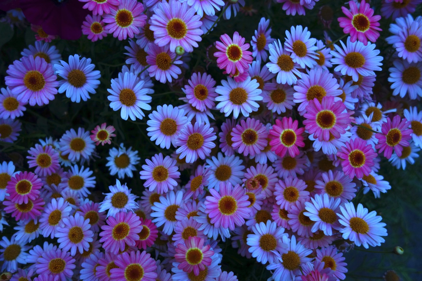 a0301676_08093317.jpg