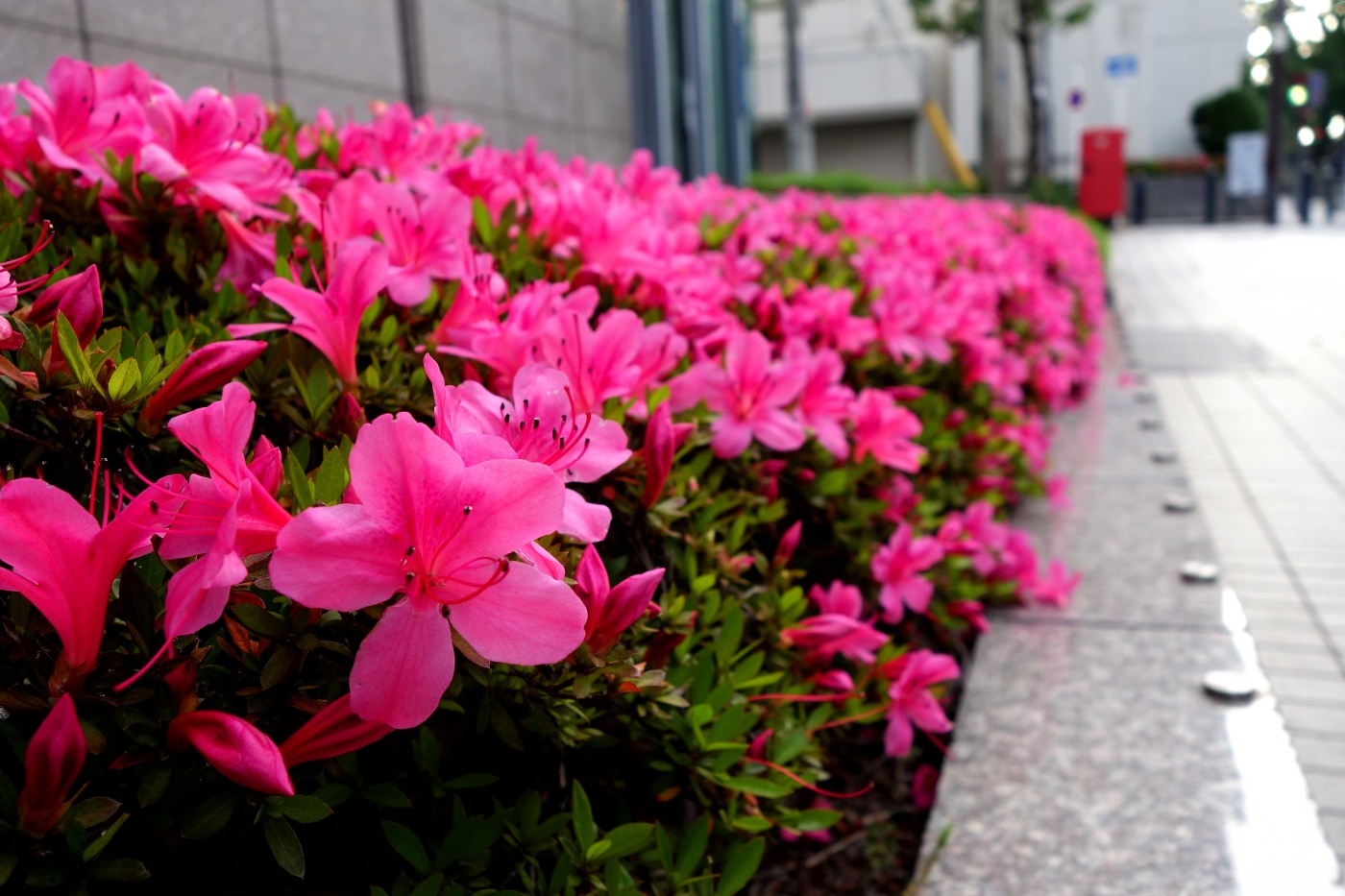 a0301676_08093422.jpg