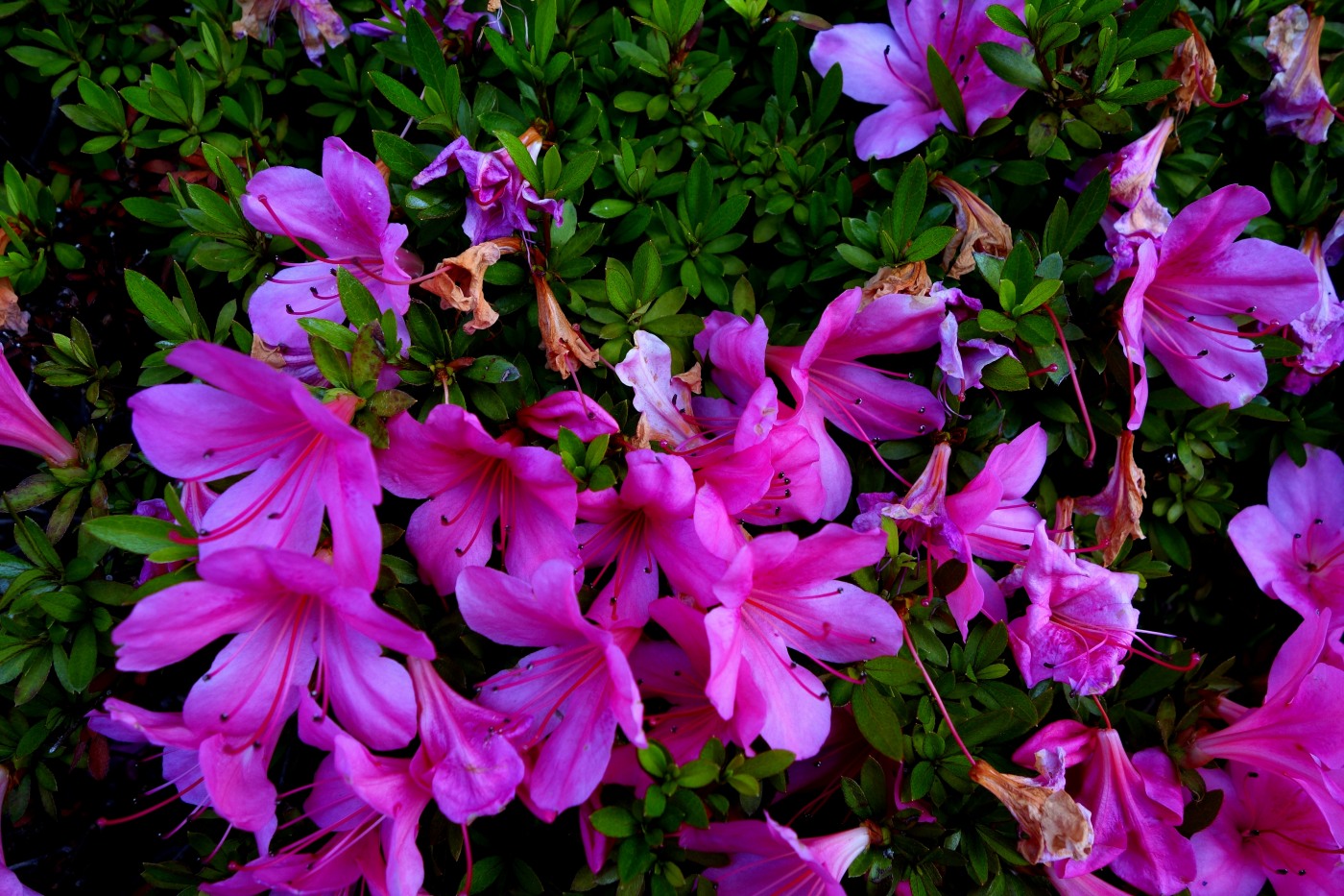 a0301676_08093484.jpg