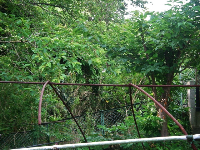 d0046294_740789.jpg