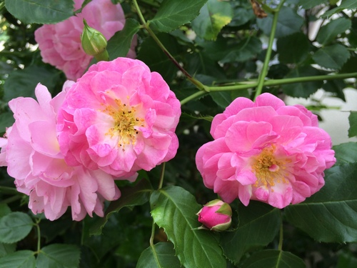 f0201297_218259.jpg