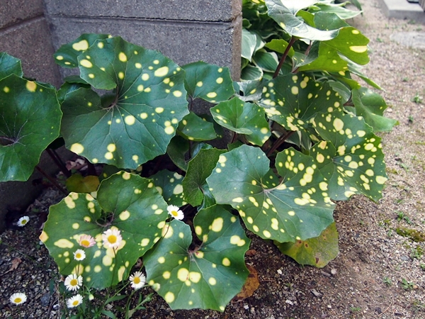 c0290908_2084618.jpg