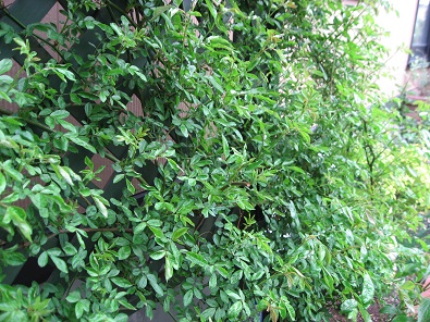 f0325309_16103231.jpg
