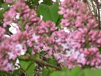 f0325309_16110555.jpg