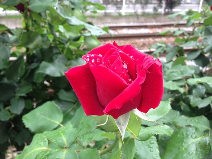 e0081334_2027332.jpg