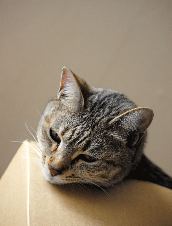 a0001354_22175469.gif