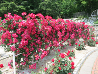 c0117570_1342425.jpg
