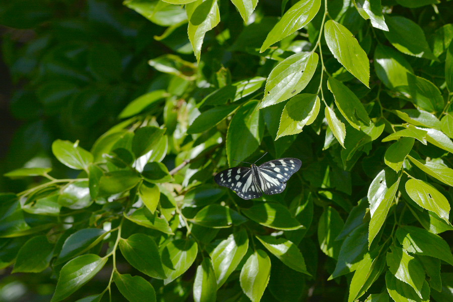 f0090680_21333086.jpg