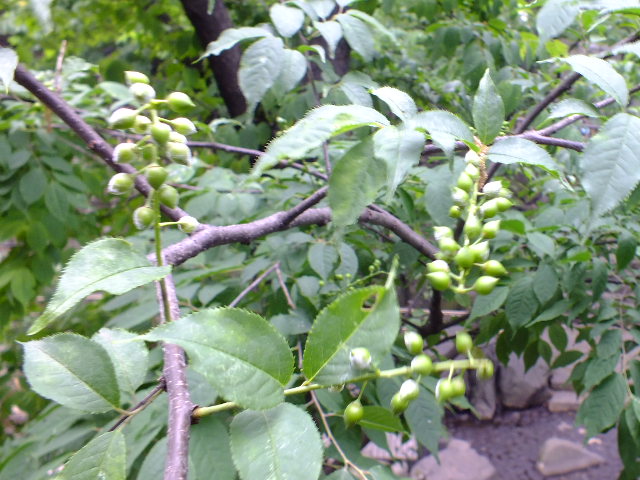 e0145782_15432423.jpg