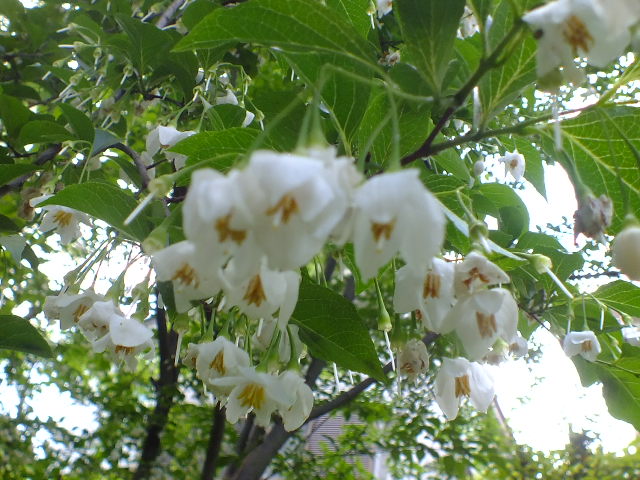 e0145782_15444831.jpg