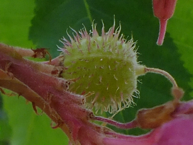 e0145782_15465734.jpg
