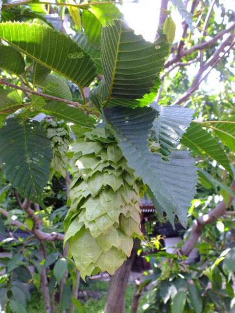 e0145782_15483788.jpg