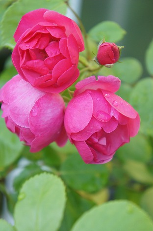 b0207497_2340711.jpg