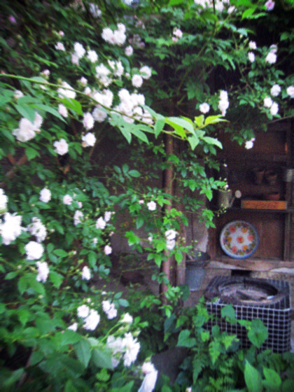 d0077603_118363.jpg