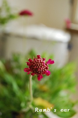 e0128909_8255334.jpg